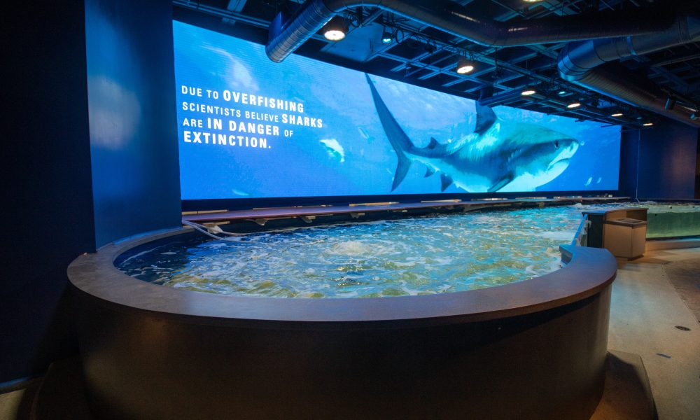 Shark Discovery Exhibit Opens – Cortina Productions